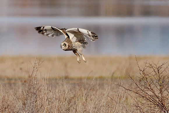 In the Hunt - John Hummel