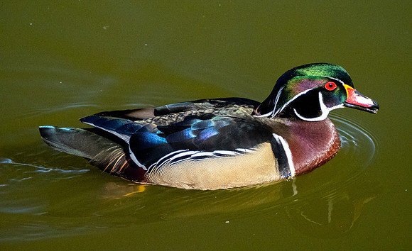 Reifel Wood Duck - Joan Ritzenthaler