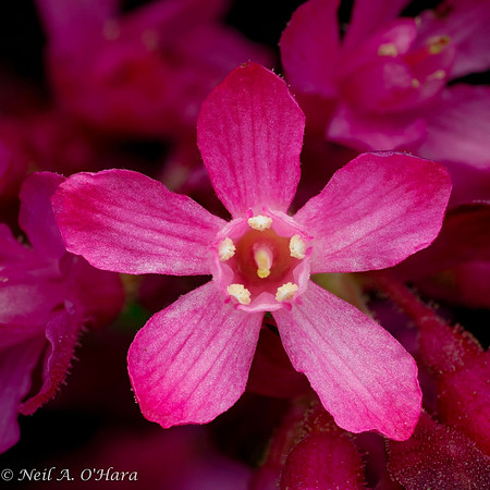 Red-flowering Currant - Neil O'Hara