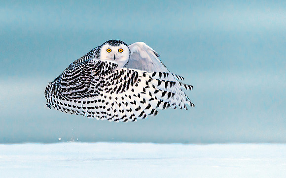 Snowy Owl