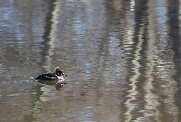 Merganser reflections at Reifel Sanctuary - Suzy Clemenz
