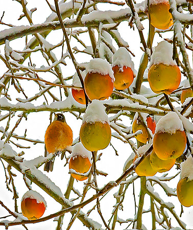 Winter Robin - Roger Iverson