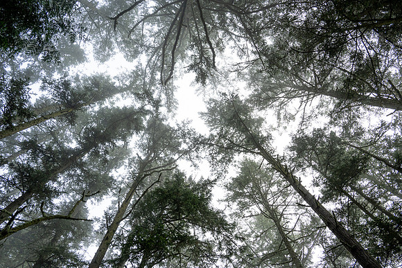 Trees at Washington Park - Ramona Hammerly
