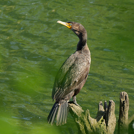 Posing~Stephen Frye
