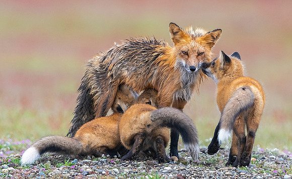 6-HM5)6-36~Nature~Feeding Time~Ken Salzman