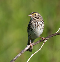 Savannah Sparrow - Ken Salzman