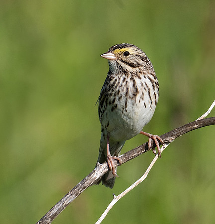 Savannah Sparrow - Ken Salzman