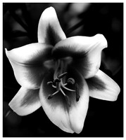 Framed Flower - Joan Ritzenthaler