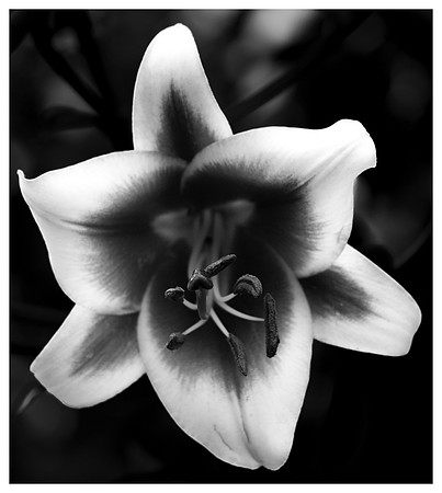 Framed Flower - Joan Ritzenthaler