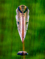 Abstract Reflection - Ken Salzman