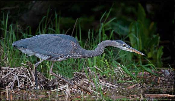 Great Blue Heron - Murphy Hektner