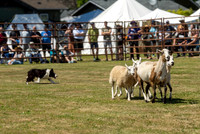 Sheep Herding - Joan Ritzenthaler