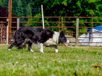Focused - Neil O'Hara