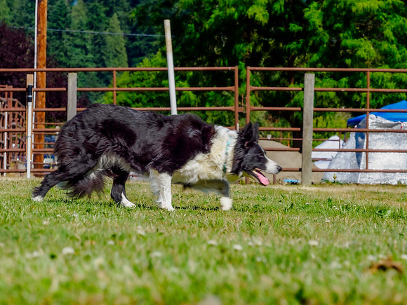 Focused - Neil O'Hara