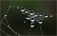 Spider Web_Murphy Hektner