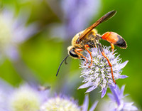 Wasp & Thistle_John Kienast