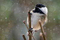Winter Chickadee_Bob Butterfield