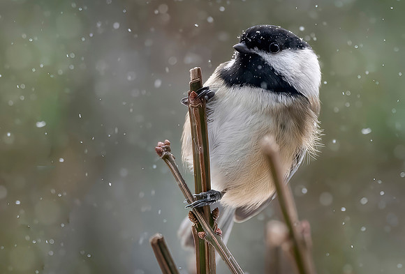 Winter Chickadee_Bob Butterfield