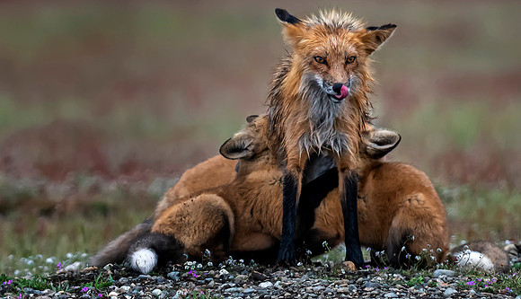 6-15~Nature~Mom~Lee Dygert