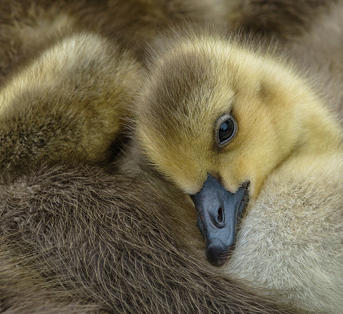 Canada Gosling