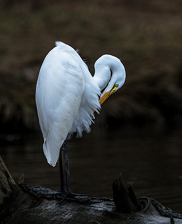 7-39~Open~Resting Egret~Ken Salzman