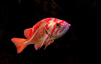 Aquarium Fish - Ken Salzman