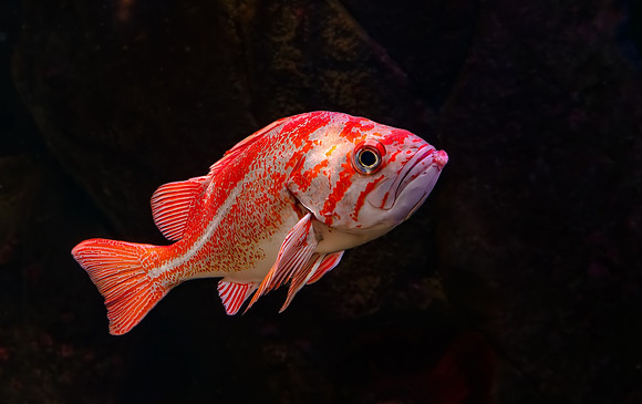 Aquarium Fish - Ken Salzman