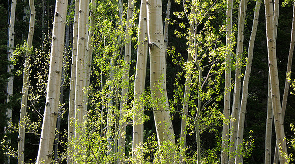 San Francisco Peaks, AZ, Aspens in Spring Finery - Suzy Clemenz
