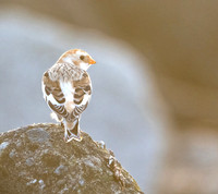 Snow Bunting - Bob Butterfield