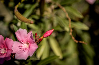 Blooming in October - Roger Patterson