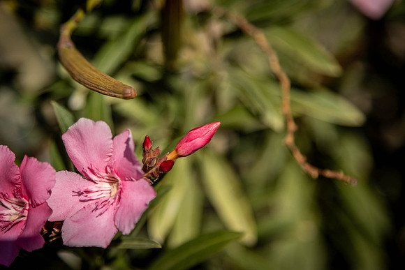 Blooming in October - Roger Patterson