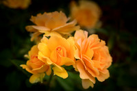 Rose Garden - Ron Edman