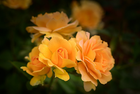Rose Garden - Ron Edman