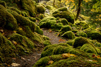 Mossy Rocks - Ramona  Hammerly