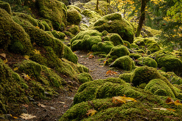 Mossy Rocks - Ramona  Hammerly