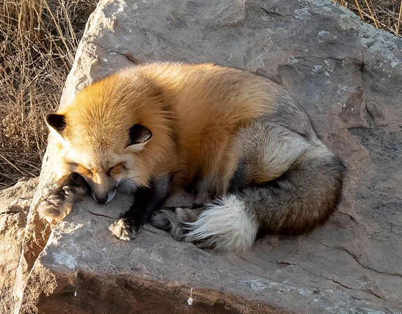 Red Fox - Joan Ritzenthaler