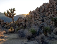 Joshua Tree Sunset - Joan Ritzenthaler