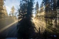 Forest Rays - Roger Patterson