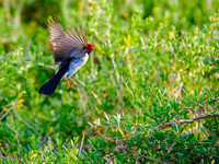 Yellow-billed Cardinal - Neil O'Hara