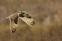 Owl in flight - Roger Patterson