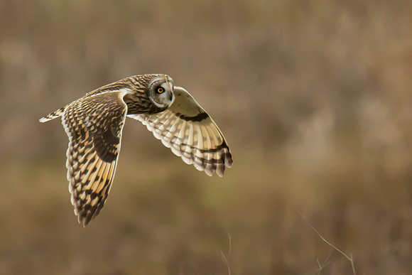 Owl in flight - Roger Patterson