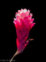 Backlit flower - Neil O'Hara