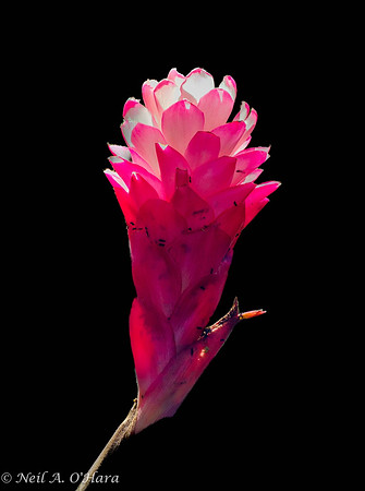 Backlit flower - Neil O'Hara