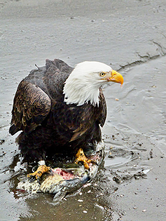 I'll Have the Salmon, Please - Stephen Frye