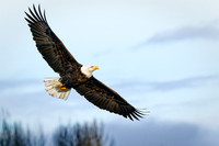 Bald Eagle Soaring - Ron Edman