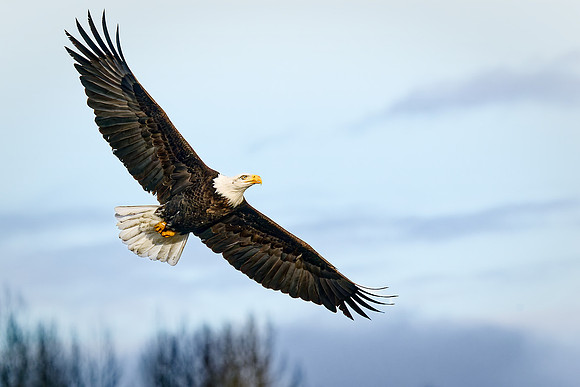 Bald Eagle Soaring - Ron Edman
