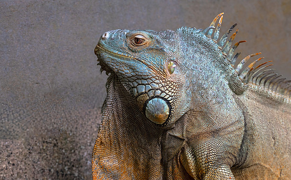 Green Iguana - Ken Salzman