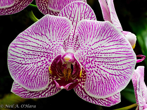 Orchid - Neil O'Hara