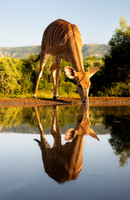 Kudu - Joan Ritzenthaler
