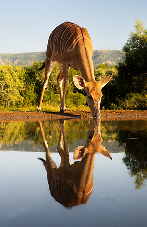 Kudu - Joan Ritzenthaler